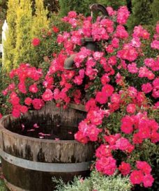 On The Garden Path: Flower Carpet Pink Supreme Image